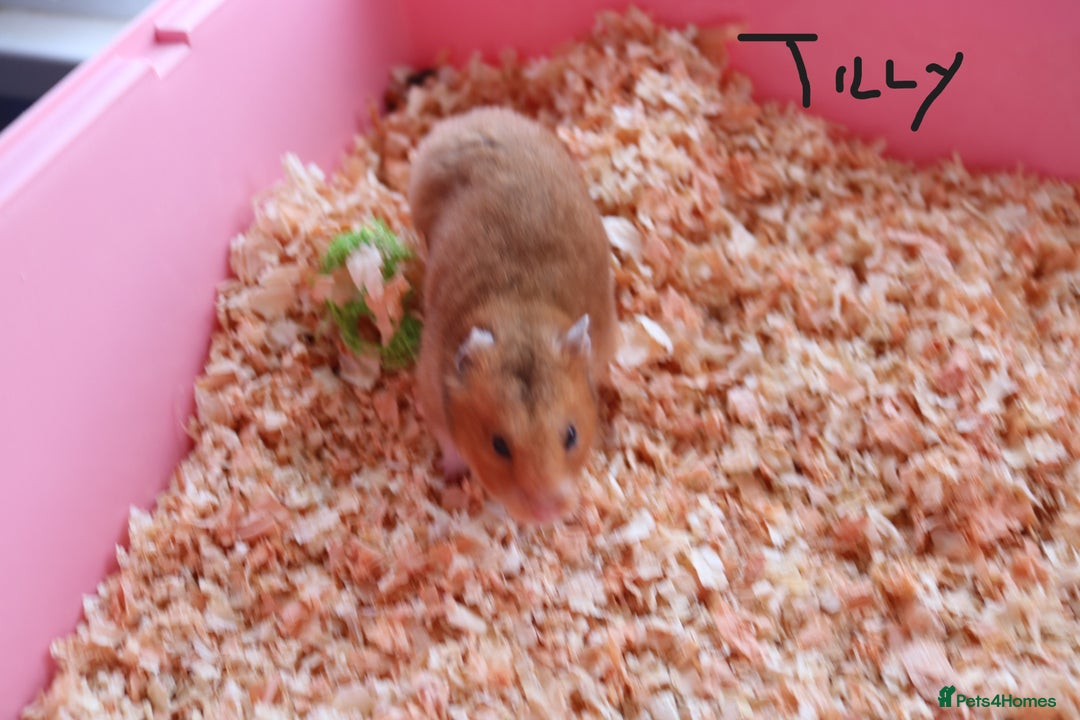 Hamster rodents for sale: Syrian Hamsters - various ages and cage - Image 21