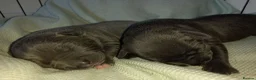 Staffordshire Bull Terrier dogs for sale: Blue Staffordshire Bull Terrier  in Buxton - Advert 3
