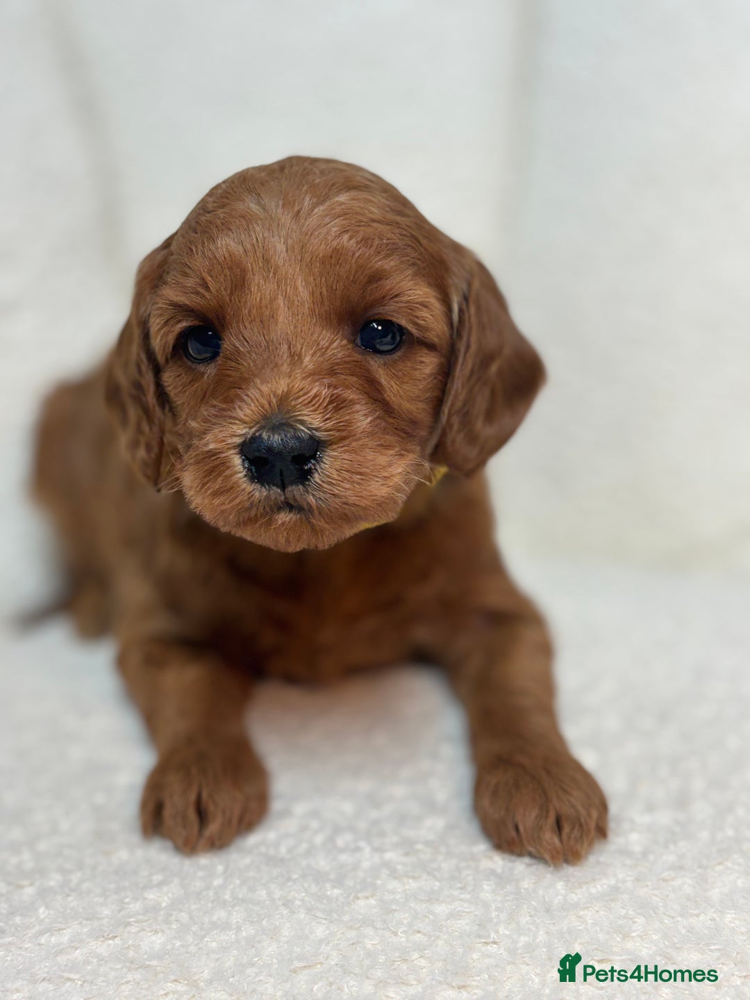 Goldendoodle dogs for sale: Red MINI Goldendoodle Puppies Hypoallergenic & DNA - Advert 6