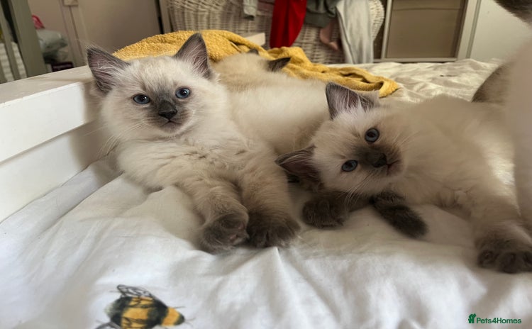 Ragdoll cats - Advert 5