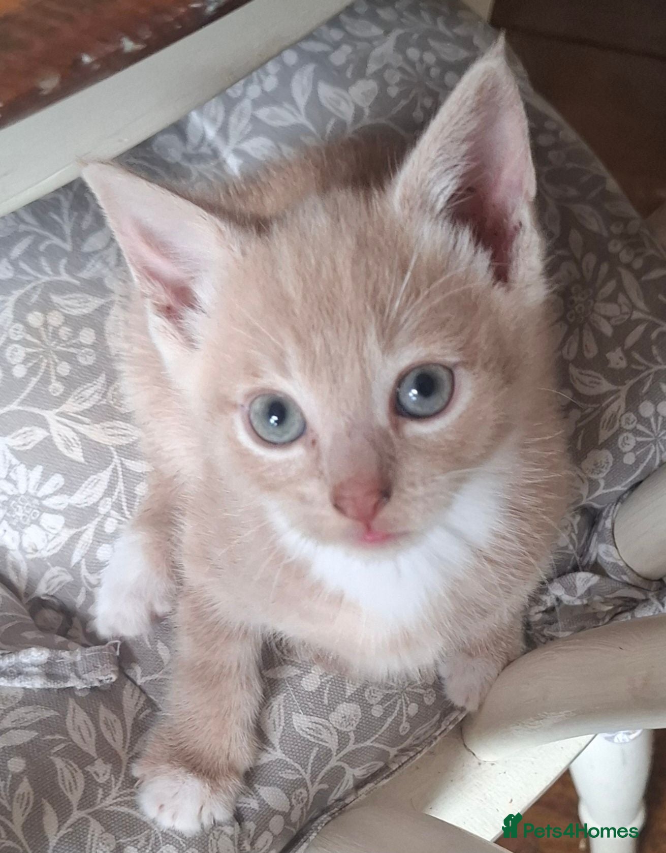 Maine Coon cats READY FROM THIS WEEKEND -5 MAINE COON CROSS-2 LEFT - Advert 5