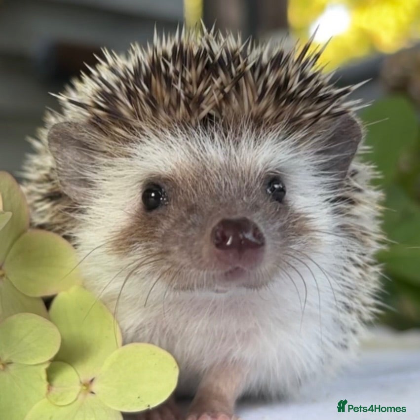 Pygmy Hedgehog rodents Boy African Pygmy Hedgehog Ethnical breeding mixed - Advert 1