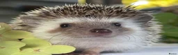 Pygmy Hedgehog rodents for sale: Boy African Pygmy Hedgehog Ethnical breeding mixed - Advert 1