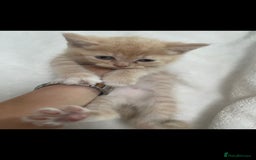 Persian cats for sale: Persian mixed breed  - Image 4