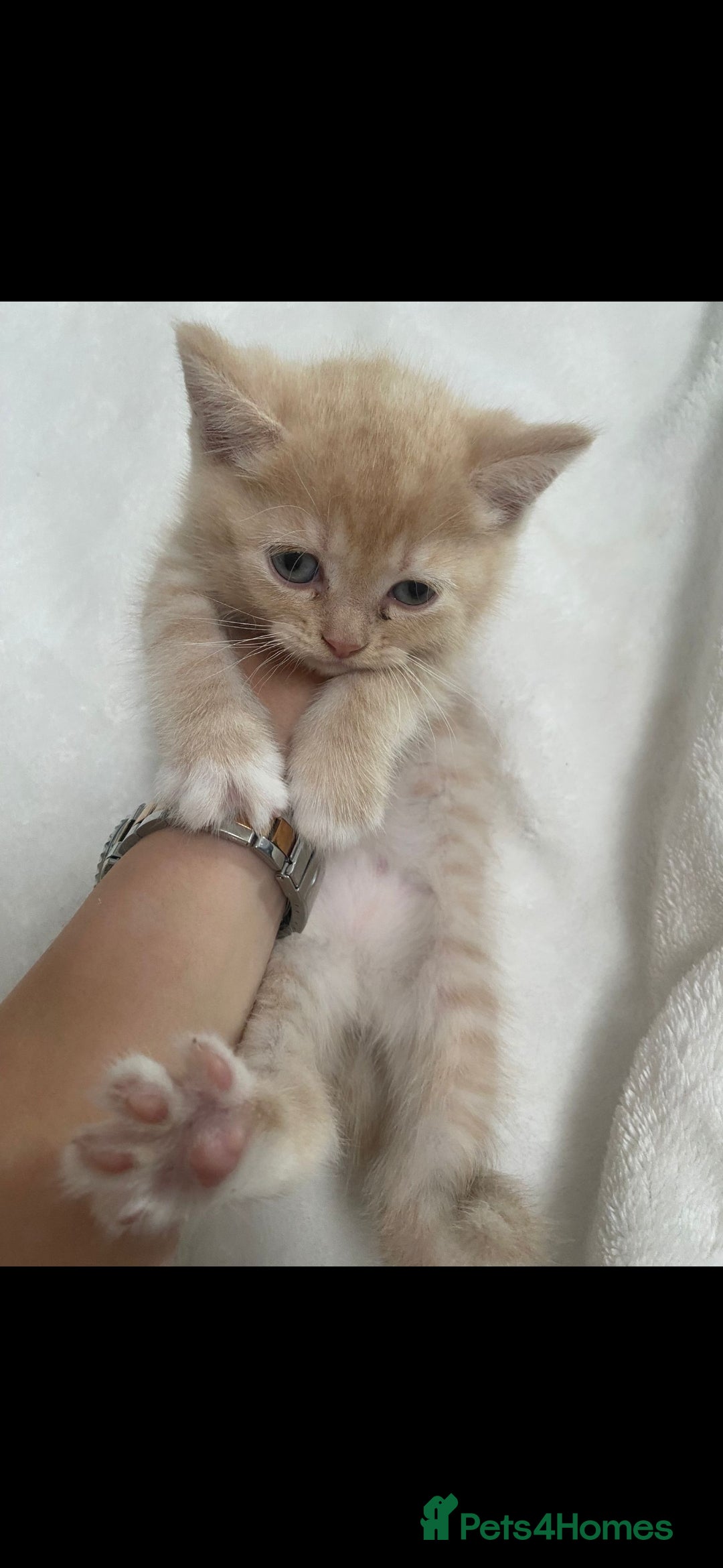 Persian cats for sale: Persian mixed breed  - Image 4