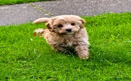 Cockapoo dogs for sale: Fantastic f1b toy cockapoo puppies  - Image 6