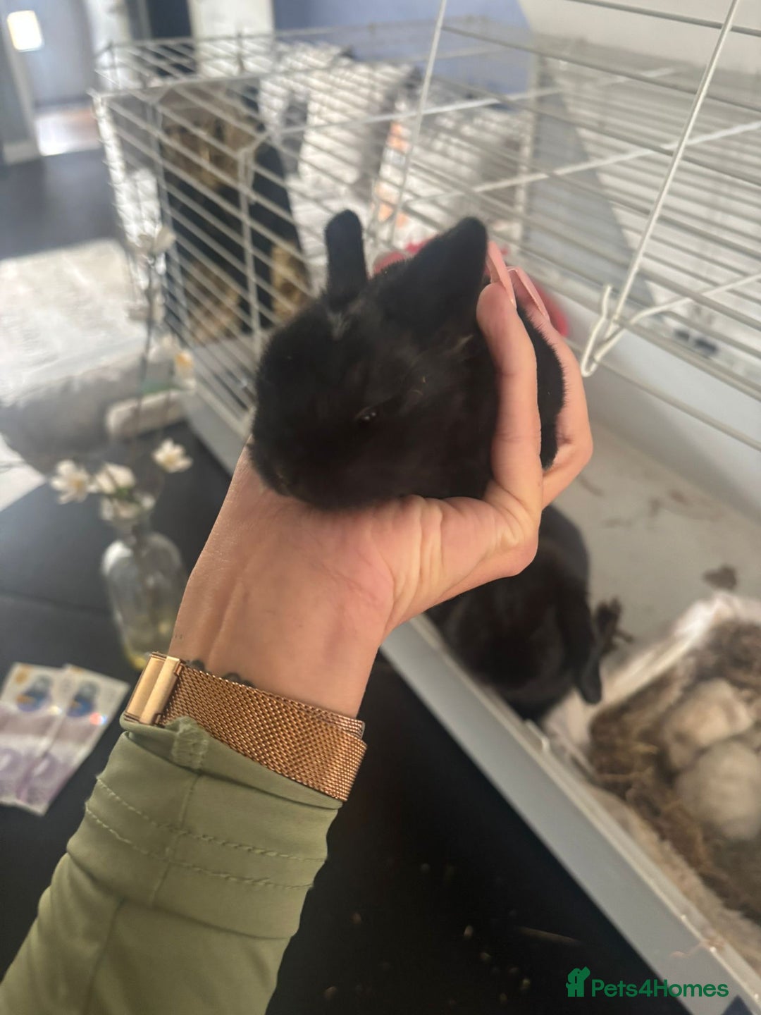Mini Lop rabbits for sale: Mini lop babies - Image 3