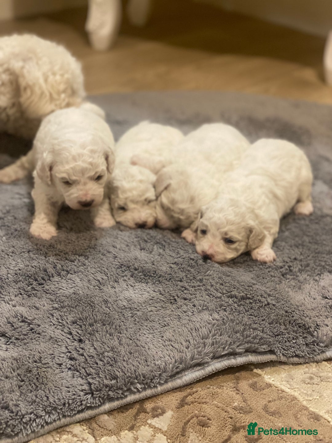 Bichon Frise dogs for sale: Beautiful Bichon frise puppies - Advert 16