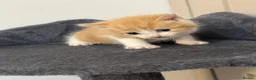 Mixed Breed cats for sale: 4 beautiful kittens ready in 4 weeks  - Advert 16