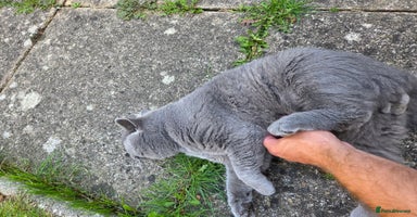 British Shorthair cats - Advert 11