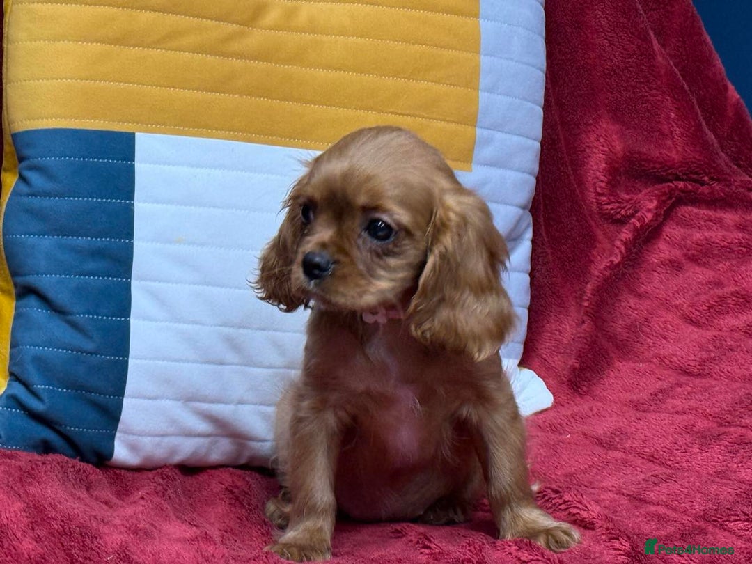 Cavalier King Charles Spaniel dogs for sale: Cavalier king Charles  Ruby's puppy's   - Image 7