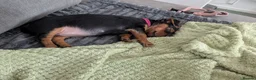 Mixed Breed dogs for sale: Miniature Dauschund/Dorkie pups - Advert 18