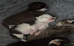 Domestic Shorthair cats for sale: 8 Bundles of joy - Image 5