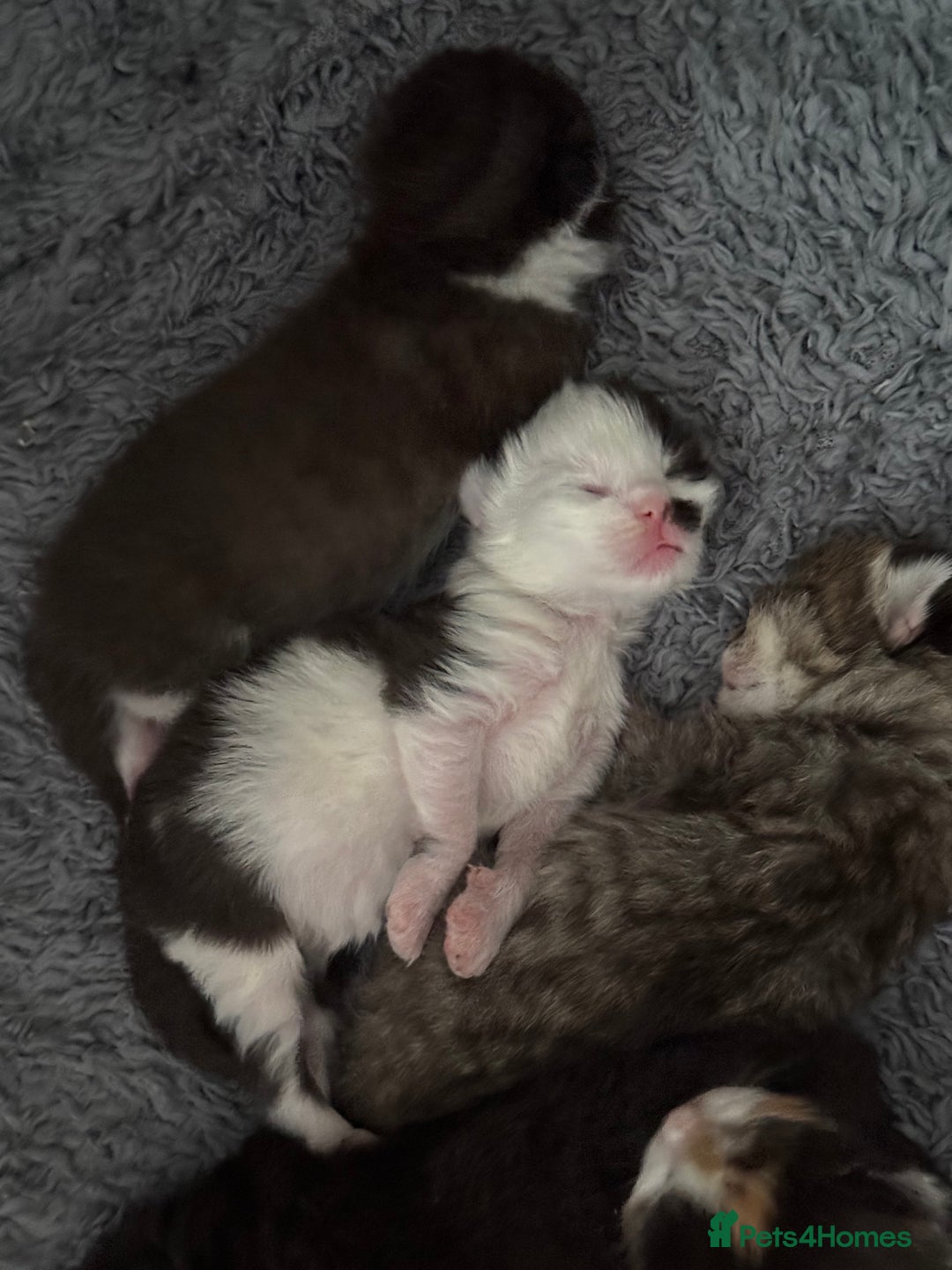 Domestic Shorthair cats for sale: 8 Bundles of joy - Image 5