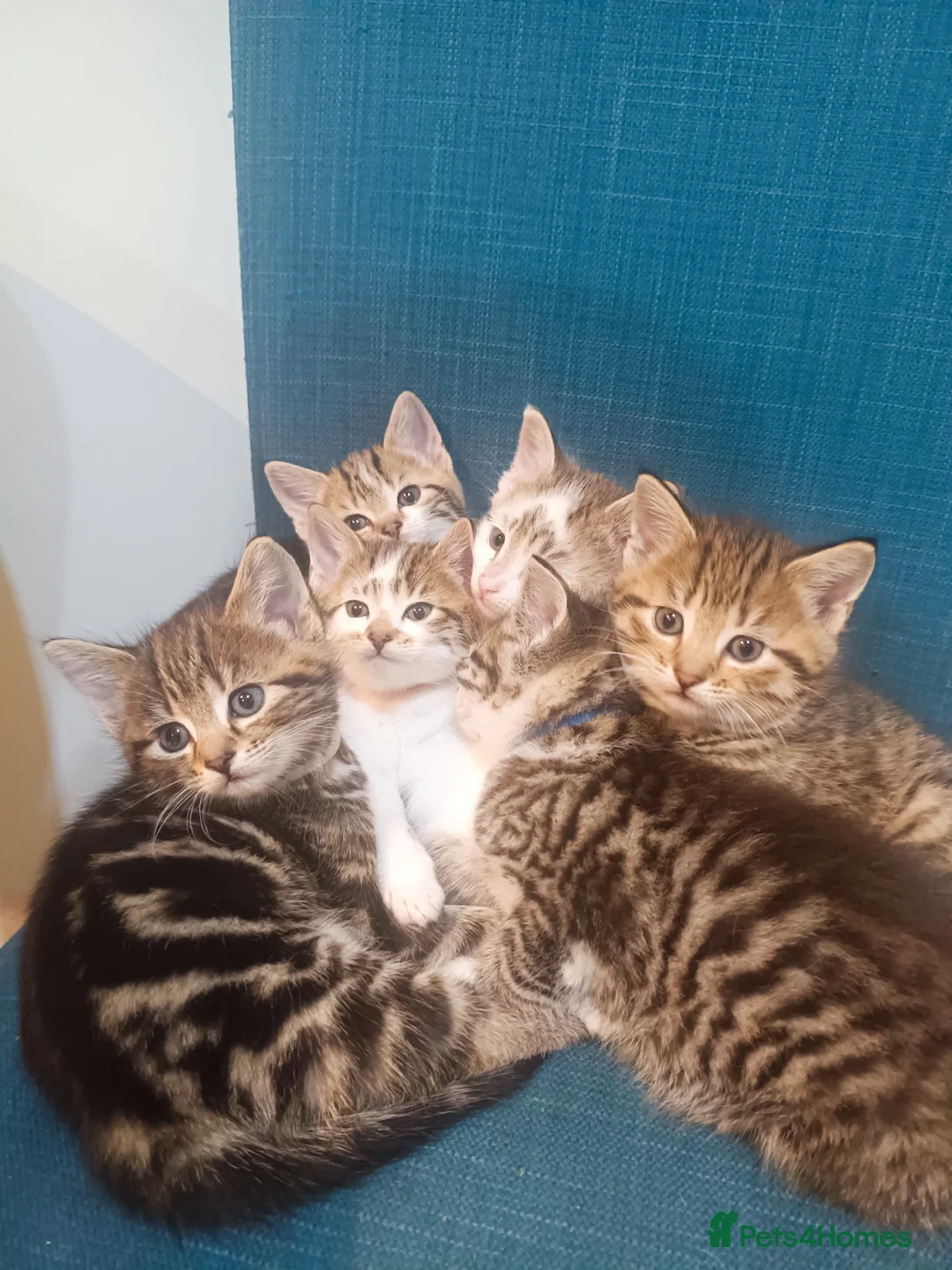 Toybob cats for sale: cat kittin  - Advert 1