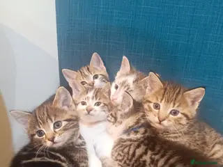 Toybob cats cat kittin - Advert 4