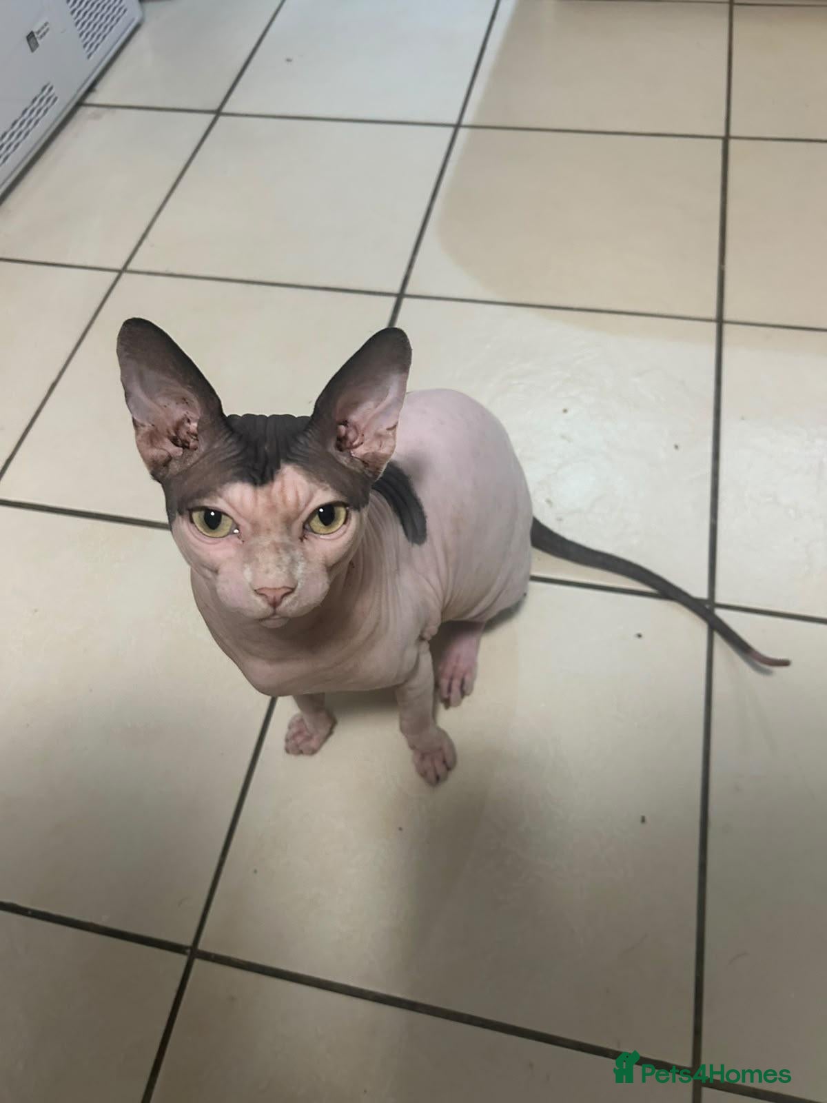 Sphynx cats Male sphynx - Advert 1