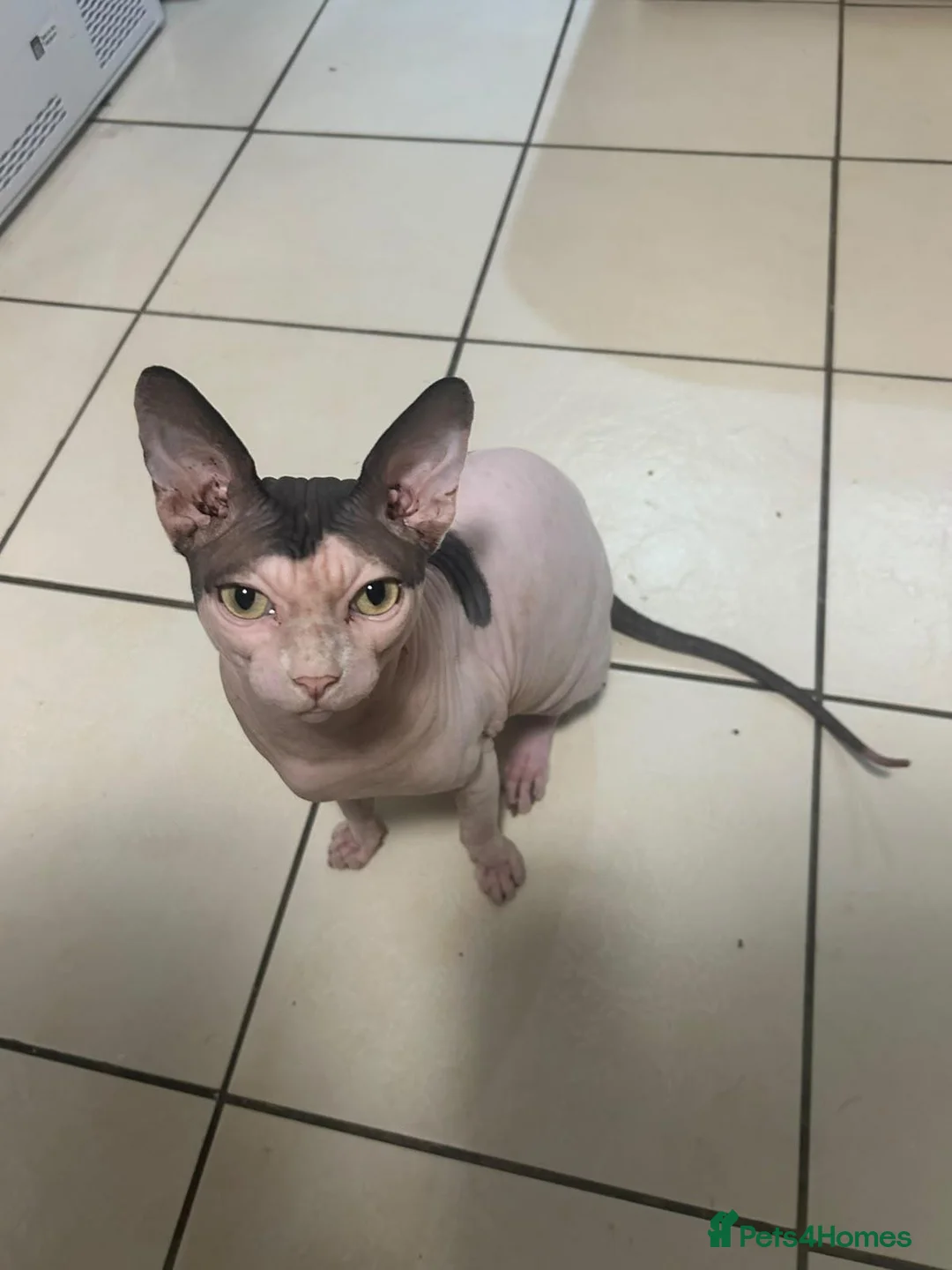 Sphynx cats for sale: Male sphynx in Grays - Advert 1