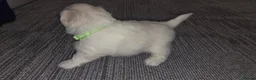 Maltese dogs for sale: Maltese puppies - Advert 6