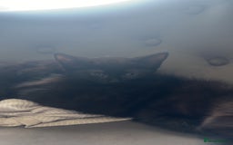 British Shorthair cats for sale: British shorthaired cross Persian  - Image 6