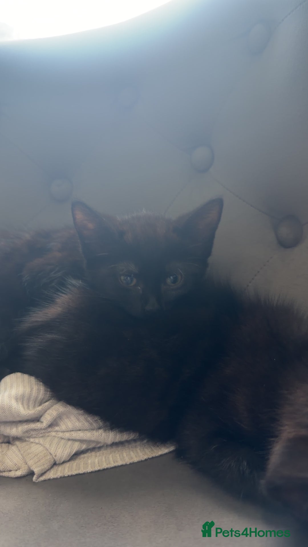 British Shorthair cats for sale: British shorthaired cross Persian  - Image 6