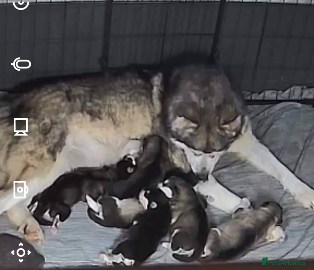 Alaskan Malamute dogs for sale: Kc registered alaskan malamute puppy's  - Advert 1