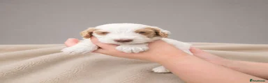 Cockapoo 5