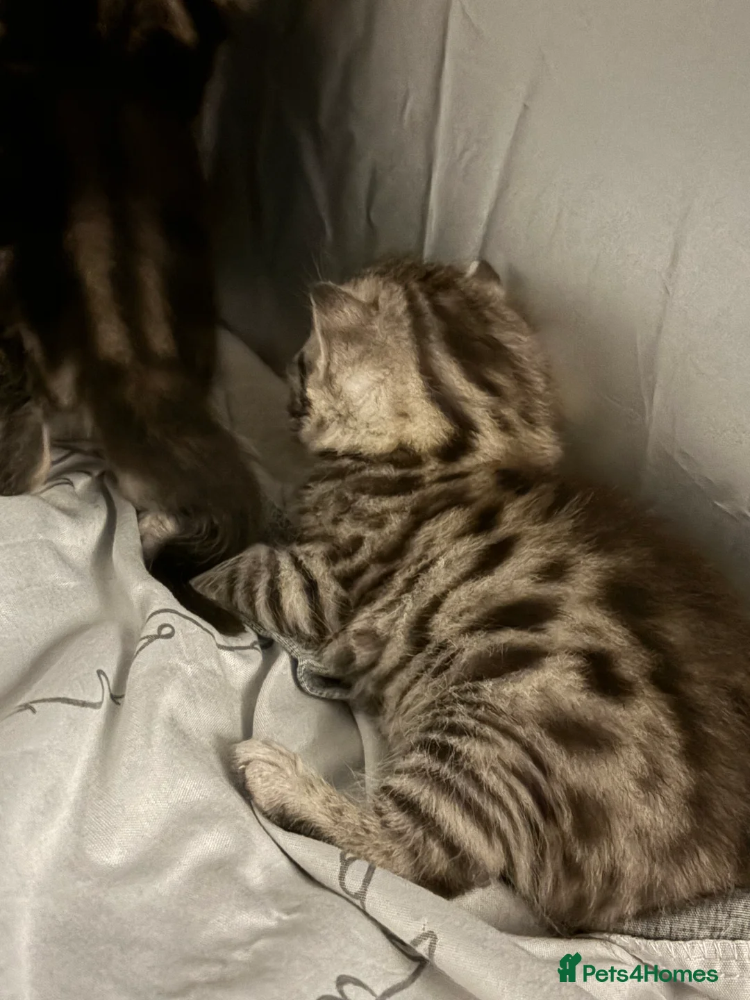 Bengal cats for sale: 3 beautiful kittens  - Advert 5