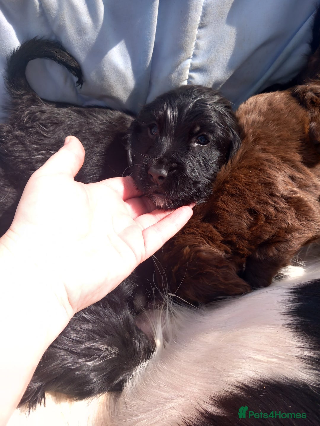 Cocker Spaniel dogs for sale: Cocker spanel  - Image 3