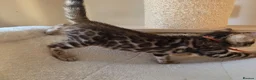 Bengal cats for sale: ⚜️Bengal kittens Tica registered ⚜️ - Advert 15