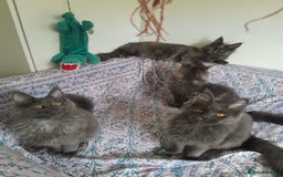Maine Coon cats for sale: solid blue+ maine coon 1boy 3girls TICA - Advert 5