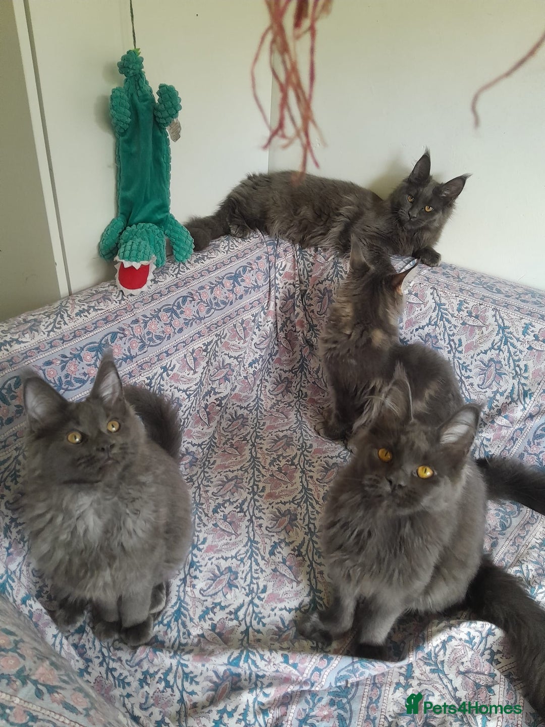Maine Coon cats for sale: solid blue+ maine coon 1boy 3girls TICA - Advert 5