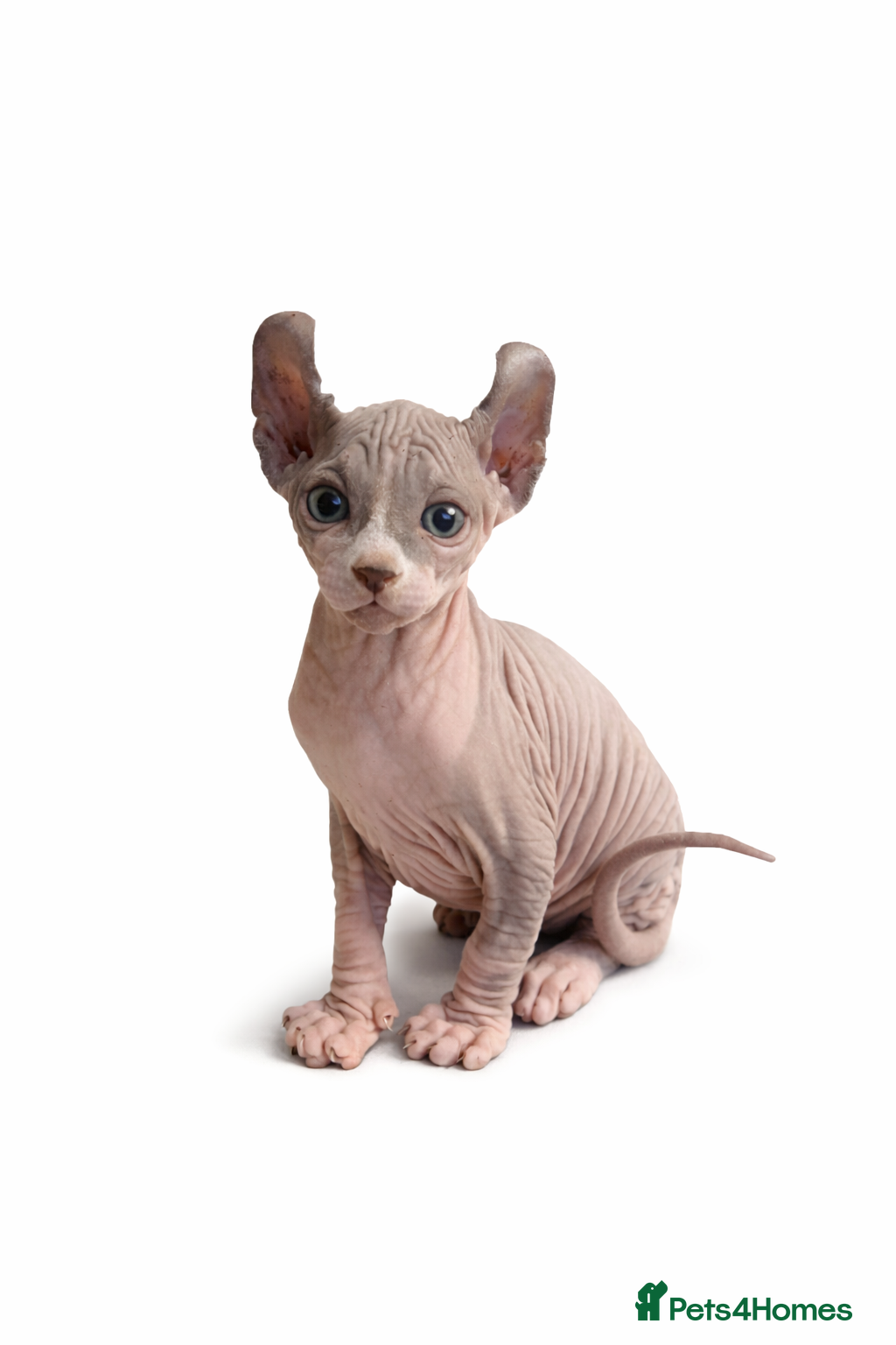 Sphynx cats Elf Kittens LAST BOY  - Advert 7