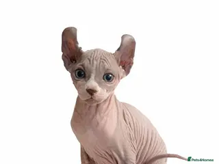 Sphynx cats Elf Kittens LAST BOY - Advert 7