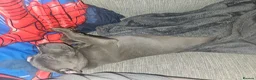 Staffordshire Bull Terrier dogs for sale: Blue staff puppy READY TO LEAVE - Advert 4
