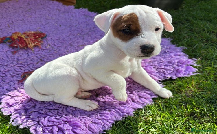 Parson Russell dogs - Advert 1