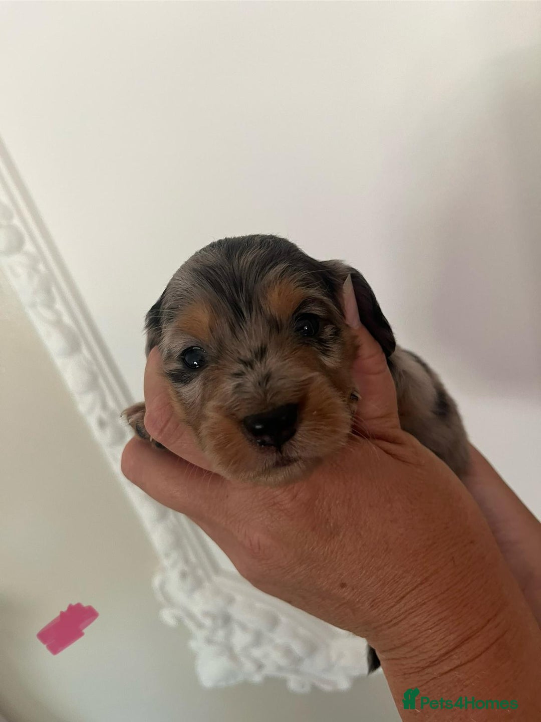 Miniature Dachshund dogs for sale: Miniature Dachshund Pups looking for forever homes - Image 4