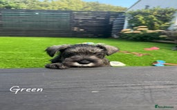 Miniature Schnauzer dogs for sale: Ready for our forever home’s miniature schnauzers  - Image 19