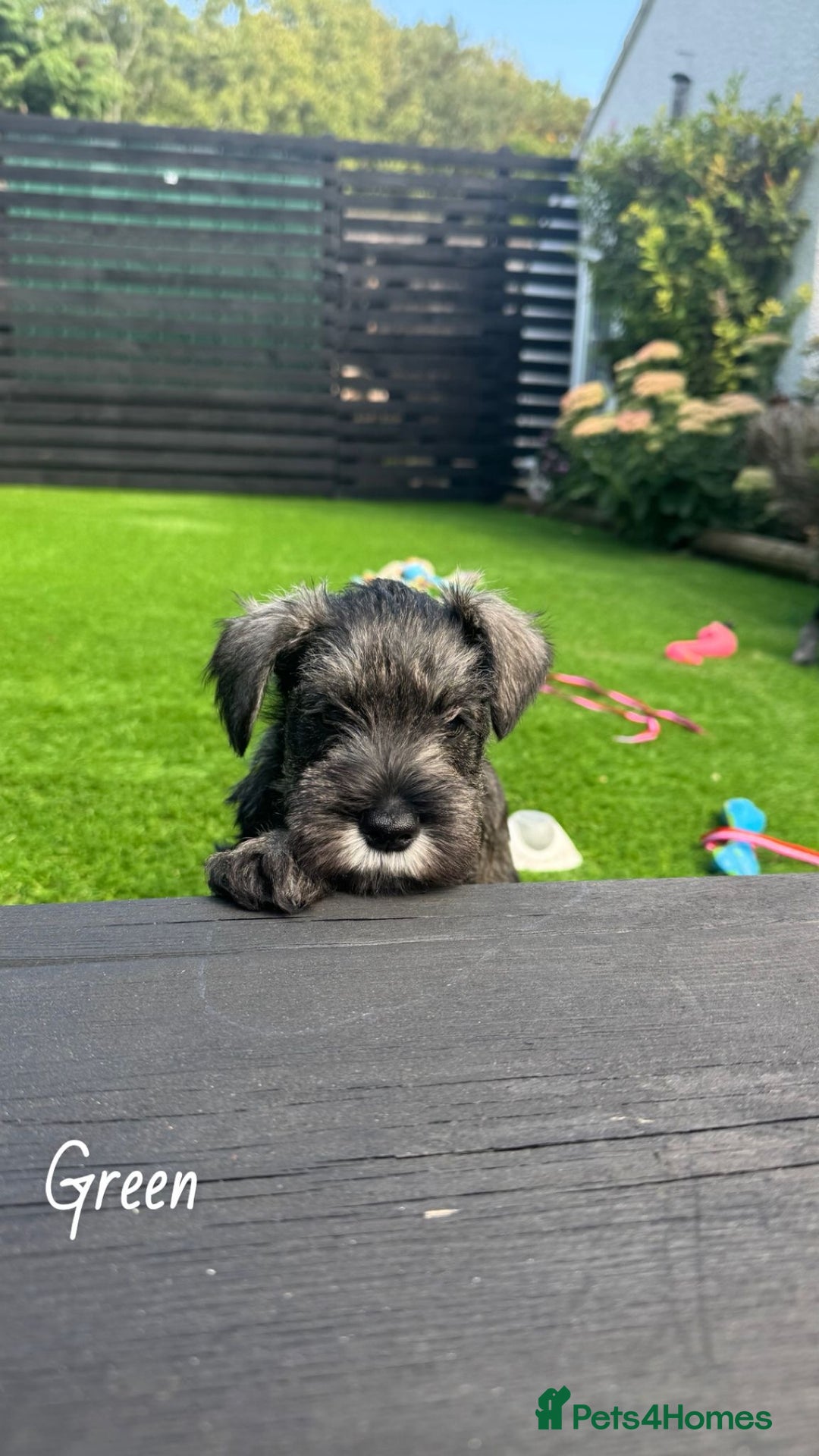 Miniature Schnauzer dogs for sale: Ready for our forever home’s miniature schnauzers  - Image 19