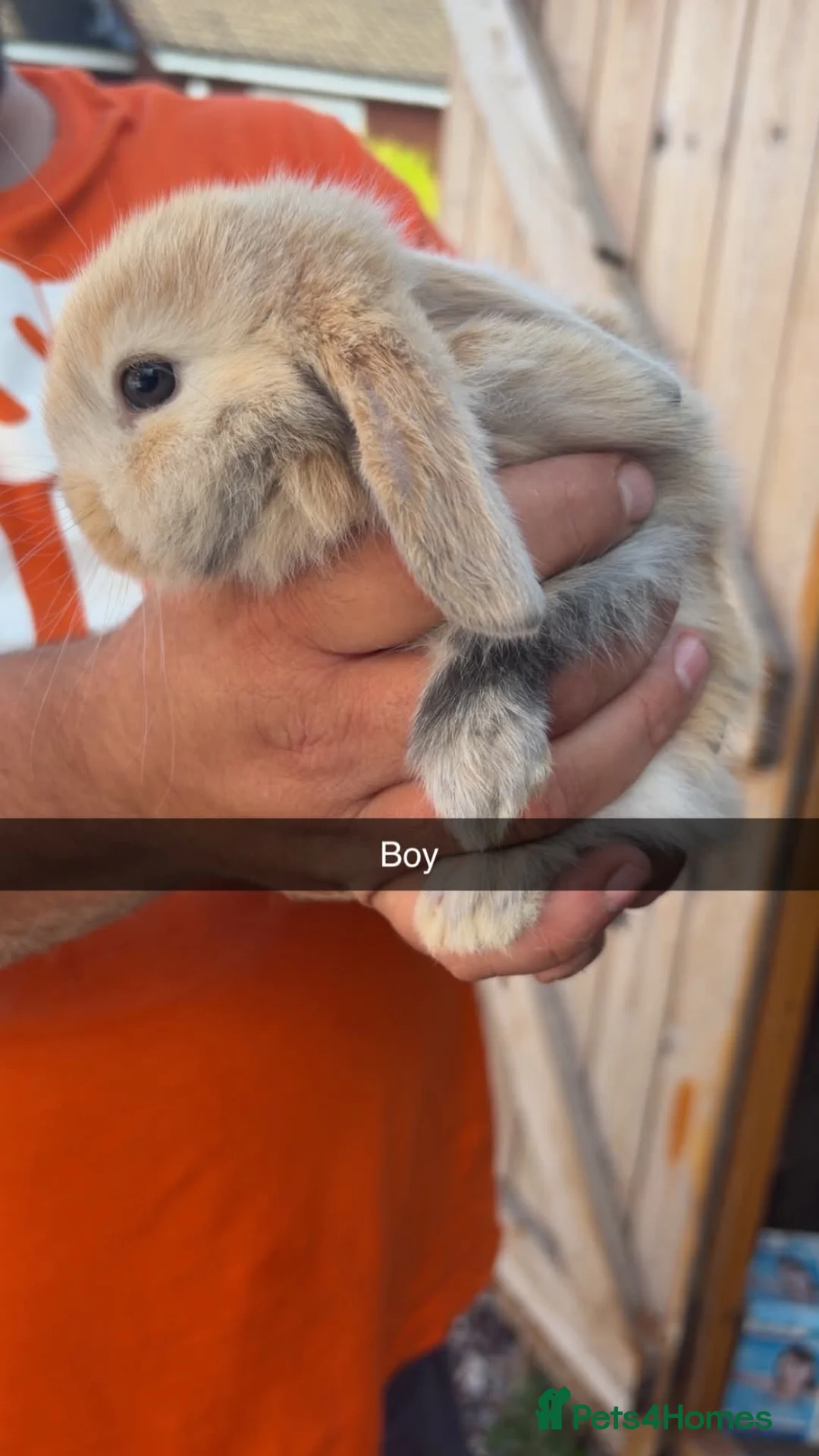 Mini Lop rabbits for sale: Mini lop babies - Advert 2
