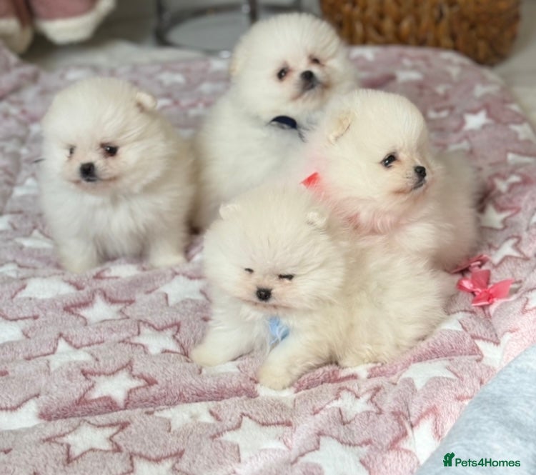 Pomeranian dogs for sale: Pure Pomeranian Puppies READY TO GO… - Advert 4