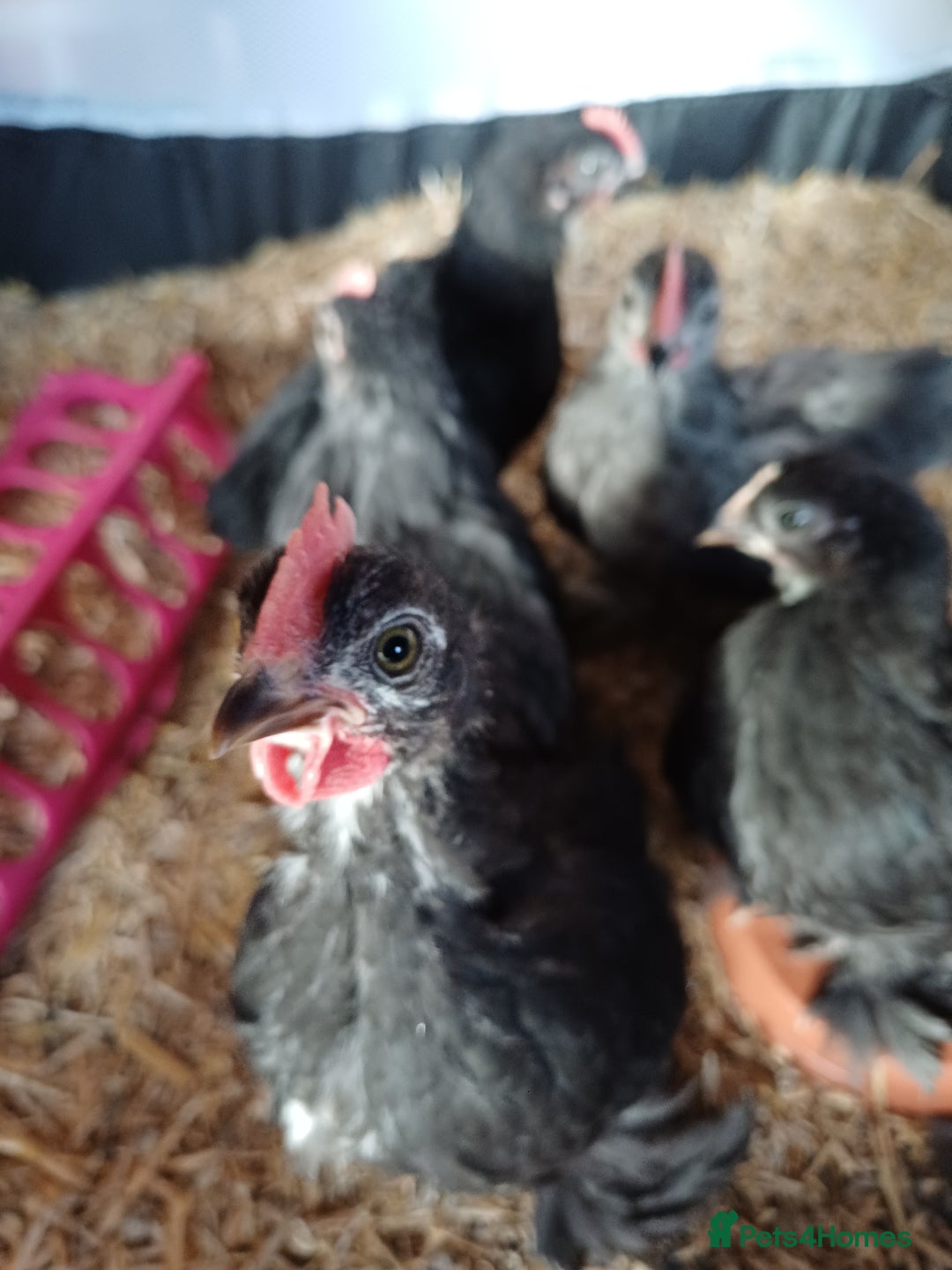 Chickens poultry for sale: Pekin Bantam Cockerels - Image 2