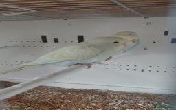 Budgerigars birds for sale: Rainbow Budgie - Advert 3
