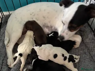 Jack Russell dogs Jack Russel puppies - Advert 1