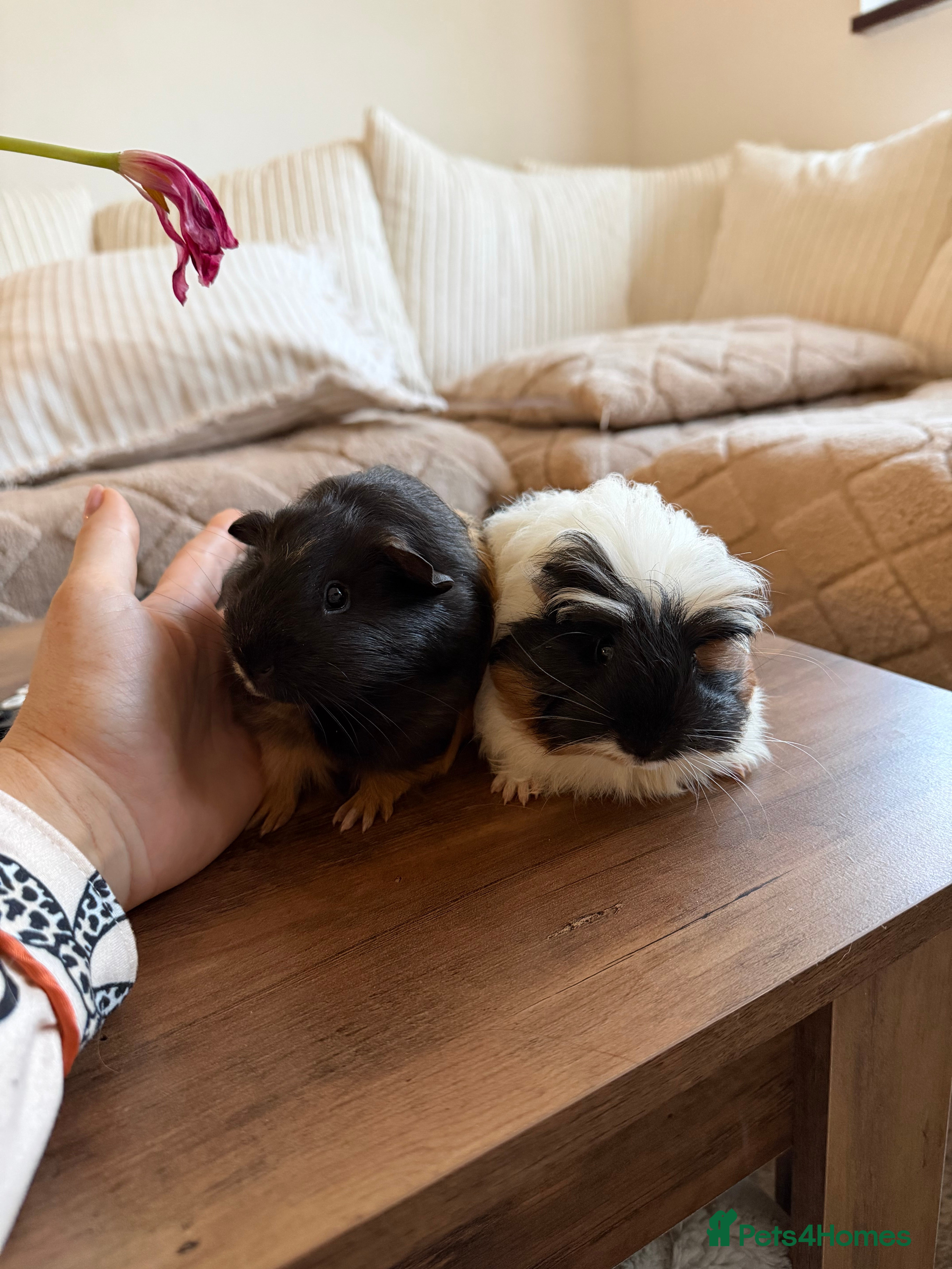 Guinea Pig rodents A pair of beautiful sows (female guinea pigs)  - Advert 4