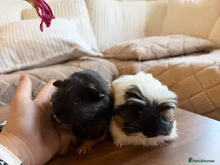 Guinea Pig rodents A pair of beautiful sows (female guinea pigs) - Advert 2