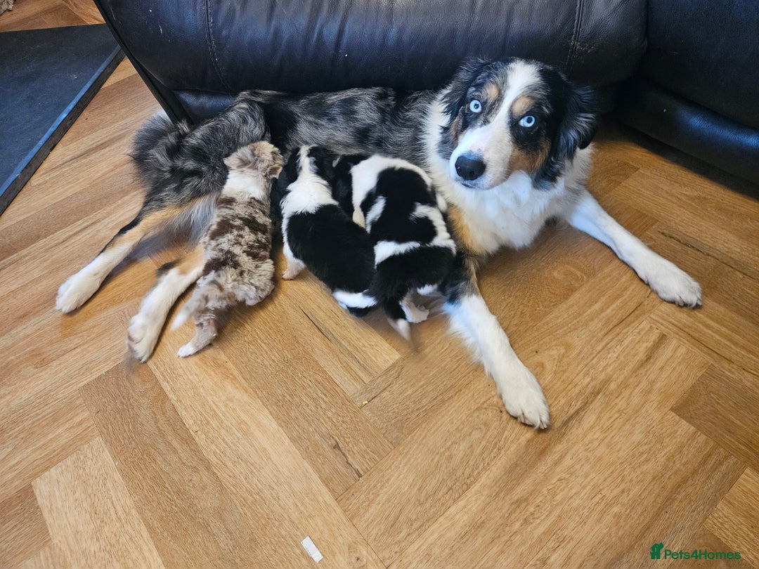 Border Collie dogs for sale: Beautiful border collies  - Image 11