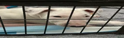 English Bull Terrier dogs for sale: beautiful KC registered bull terrier pups - Advert 4