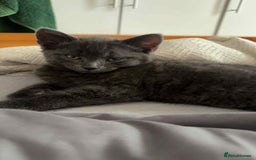 Russian Blue cats for sale: Russian Shorthair Kittens!   - Image 5