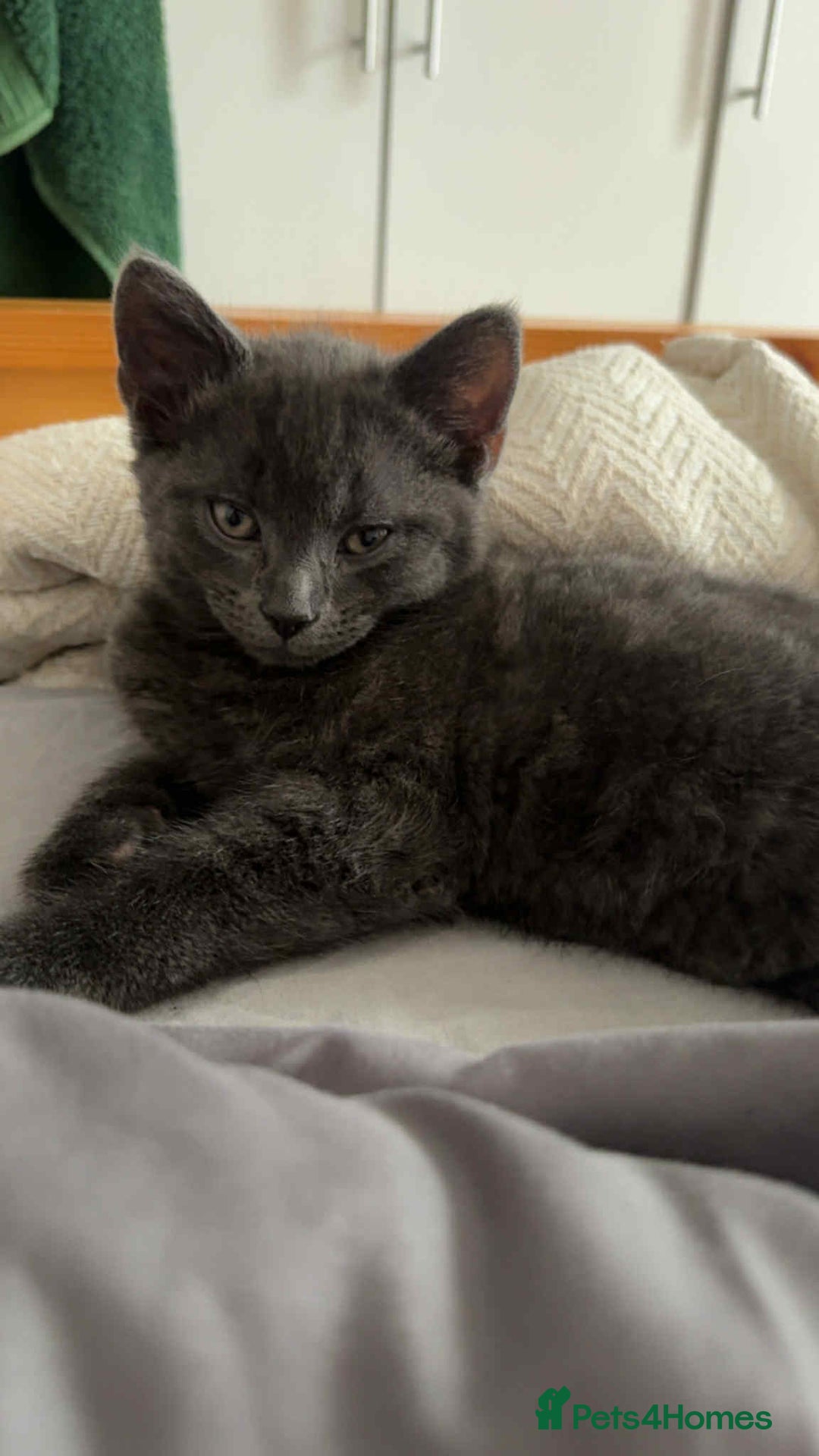 Russian Blue cats for sale: Russian Shorthair Kittens!   - Image 5